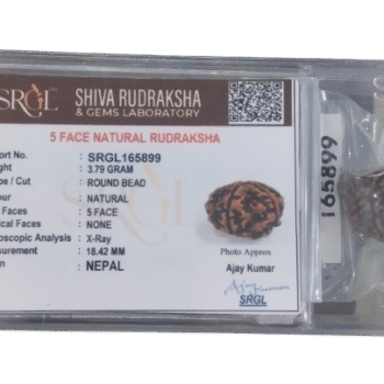 Genuine 5 Mukhi Nepal Rudraksha Single Bead- Lab Certified