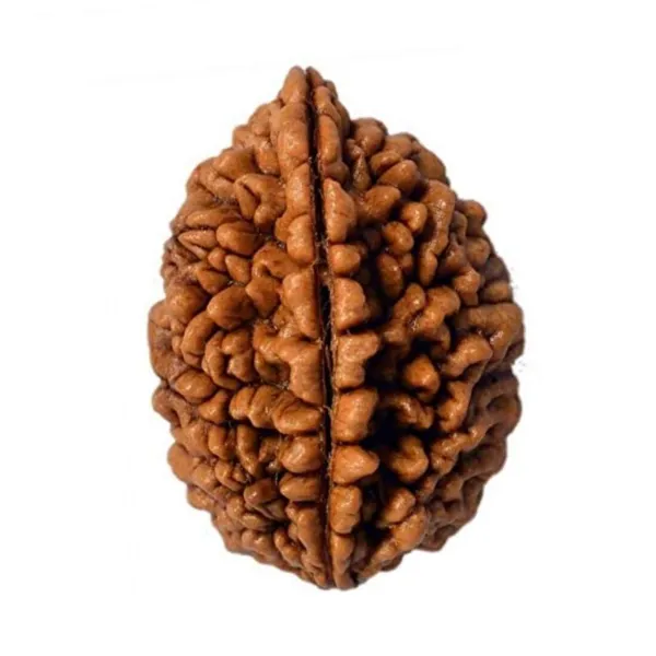 Multicolor 2 Mukhi Rudraksha