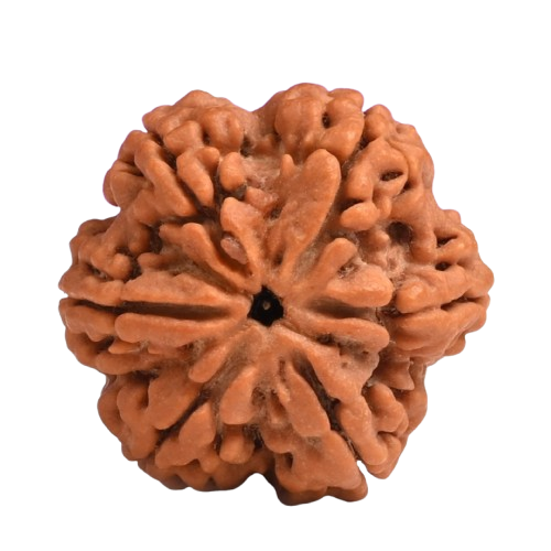 Six face Rudraksha nepal