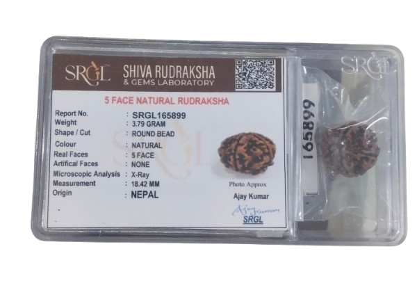 Genuine 5 Mukhi Nepal Rudraksha Single Bead- Lab Certified
