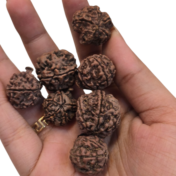 Ganesh Rudraksha Nepal beads