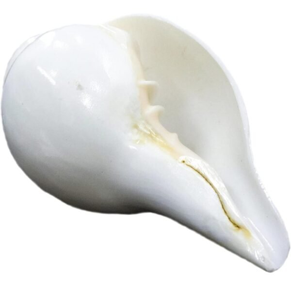 Pure Natural Blowing Shank